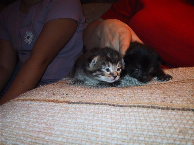 kittens1