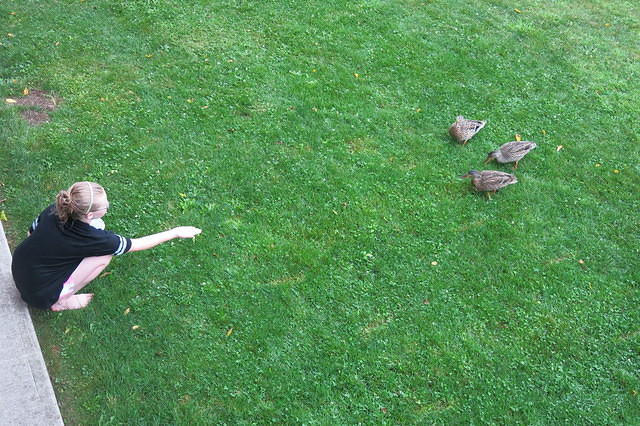 Feeding the ducks some cracked corn on a rainy day