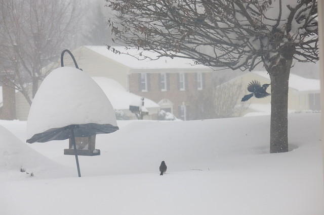 The birds played and ate all through the storm