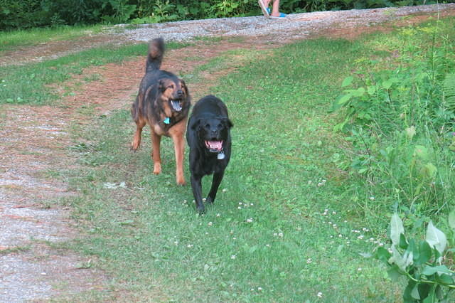 Amber and Strider eager for a walk up the road