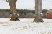 Springtime in Vermont