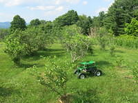 Blueberries in need of weeding, pruning, feeding and mulching