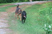 Amber and Strider eager for a walk up the road